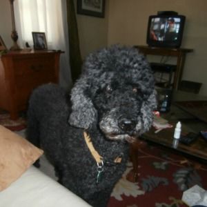 Meet your Posher, Tanya